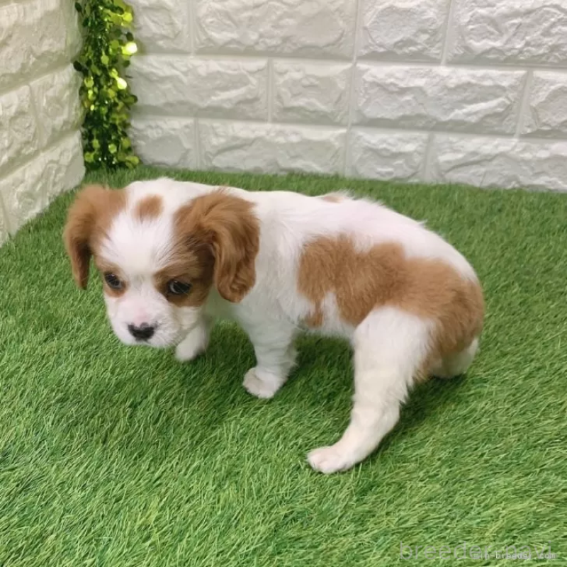 販売中の愛知県のキャバリアキングチャールズスパニエル-441375の4枚目