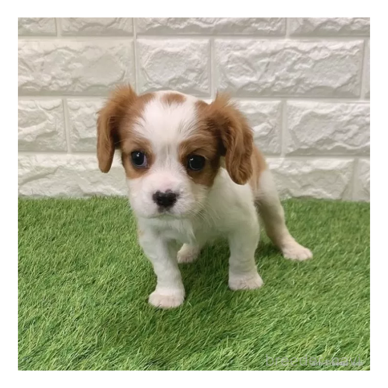 販売中の愛知県のキャバリアキングチャールズスパニエル-441375の3枚目