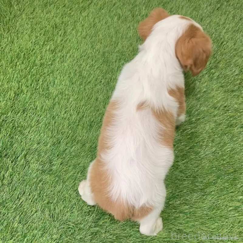 販売中の愛知県のキャバリアキングチャールズスパニエル-441375の2枚目