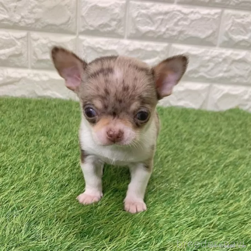 商談中の愛知県のチワワ(スムースコート)-443667