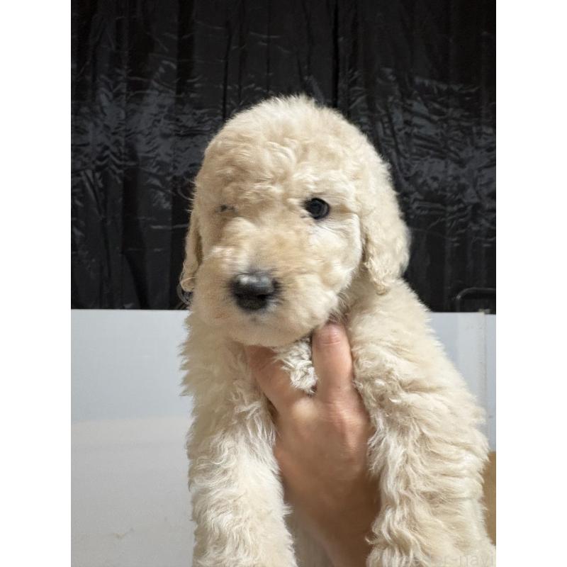 成約済の愛知県のスタンダードプードル-437222の1枚目