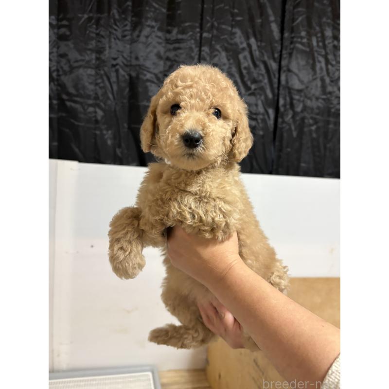 成約済の愛知県のスタンダードプードル-437220の1枚目