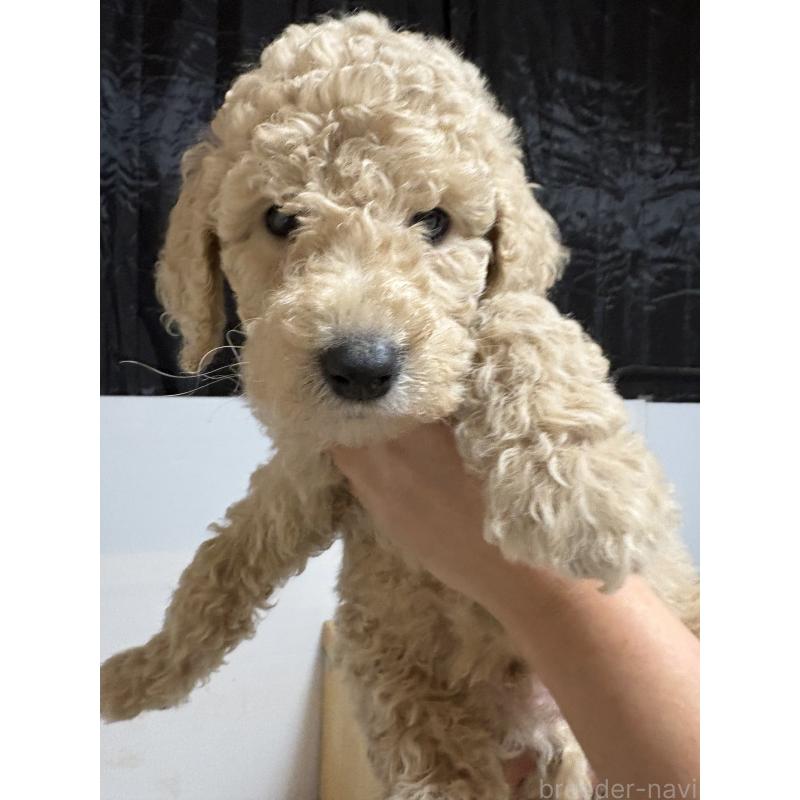 販売中の愛知県のスタンダードプードル-437225の2枚目
