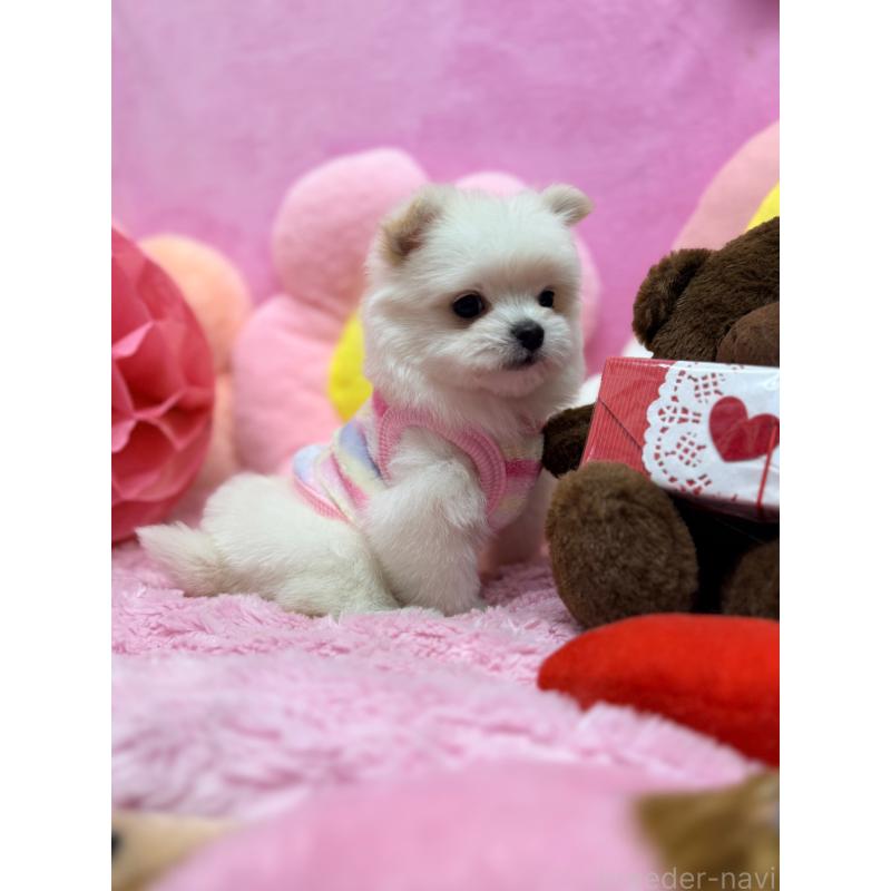 販売中の山形県のポメマル:ポメラニアン×マルチーズ-440257の5枚目