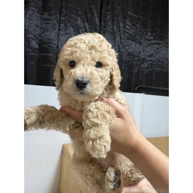 販売中の愛知県のスタンダードプードル-437226