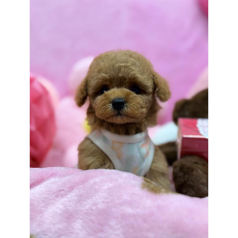 販売中の山形県のトイプードル-440284の4枚目