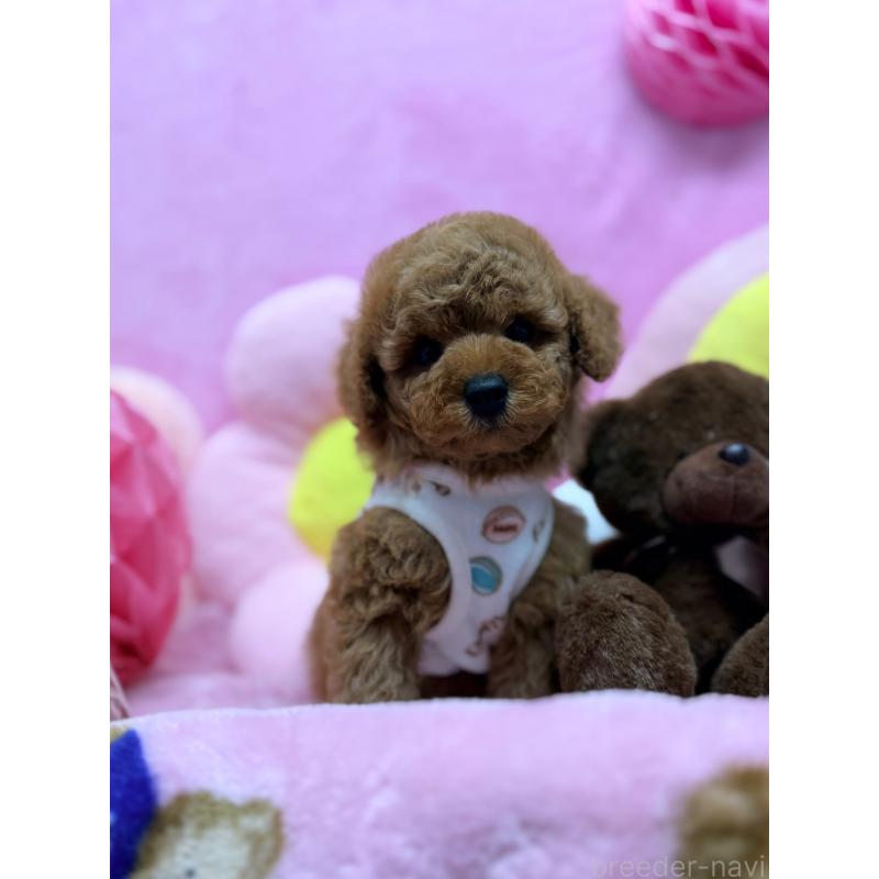 販売中の山形県のトイプードル-440265の3枚目