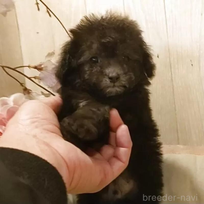 販売中の愛知県のティーカッププードル-443182