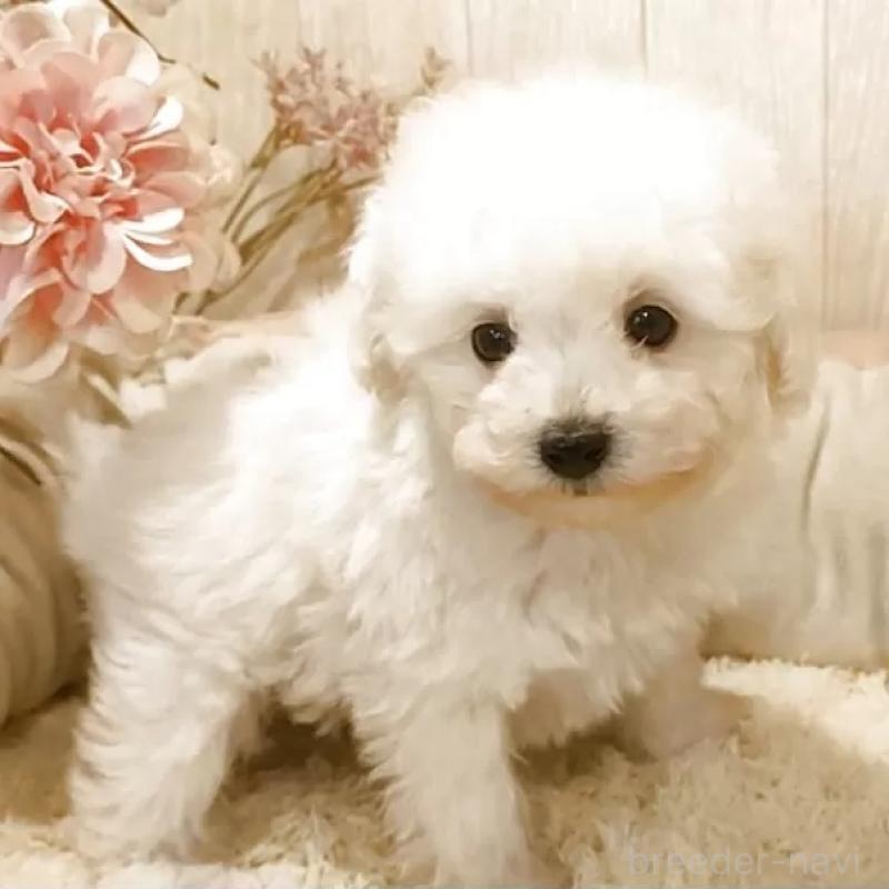 販売中の愛知県のティーカッププードル-443184