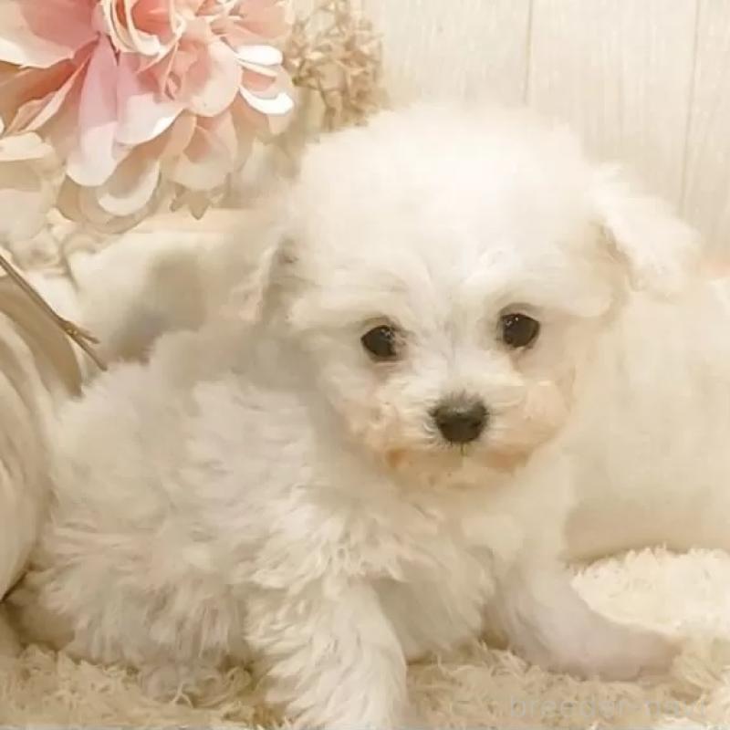 販売中の愛知県のティーカッププードル-443185