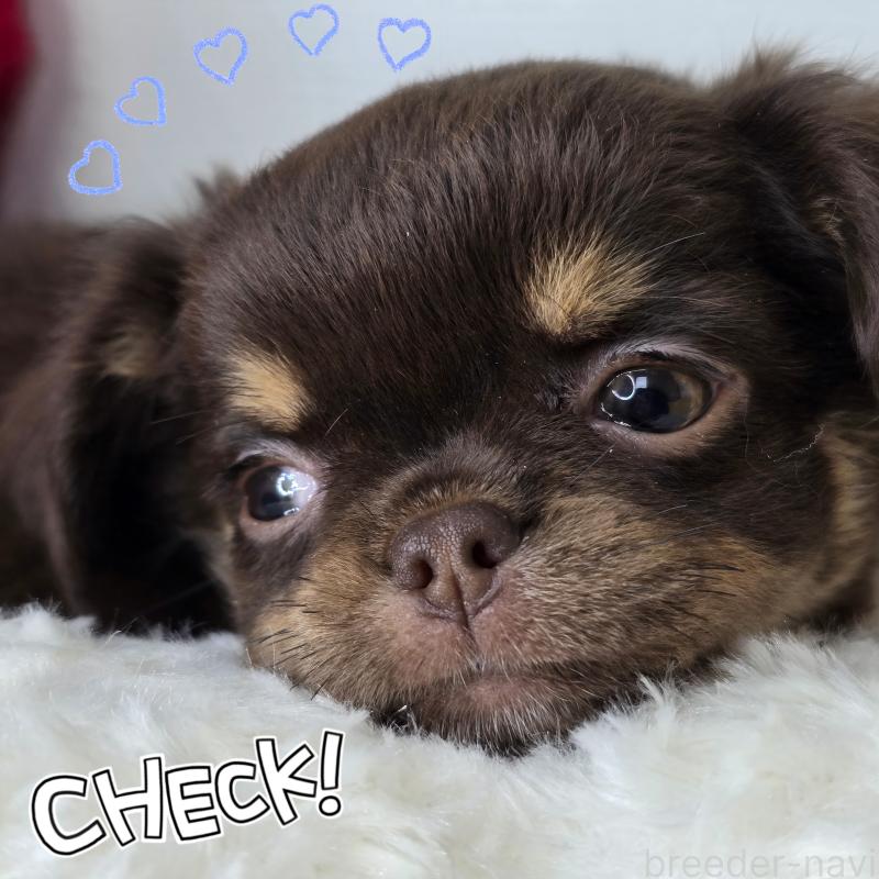 販売中の東京都のチワワ(ロングコート)-437778の4枚目