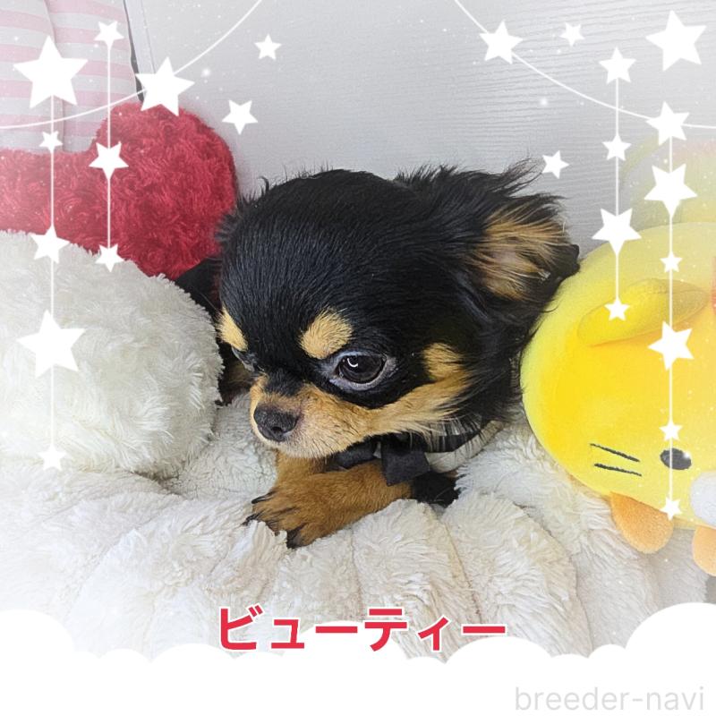 販売中の東京都のチワワ(ロングコート)-423308