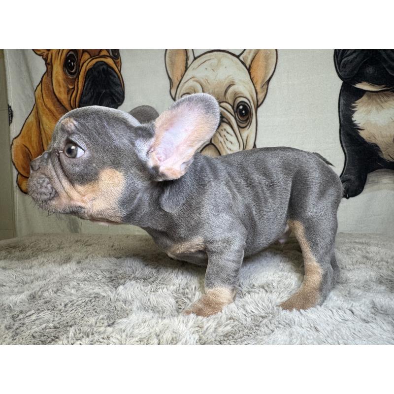 販売中の奈良県のフレンチブルドッグ-444790の9枚目