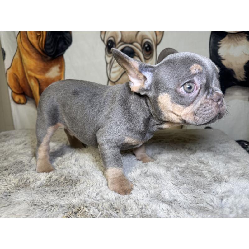 販売中の奈良県のフレンチブルドッグ-444790の8枚目