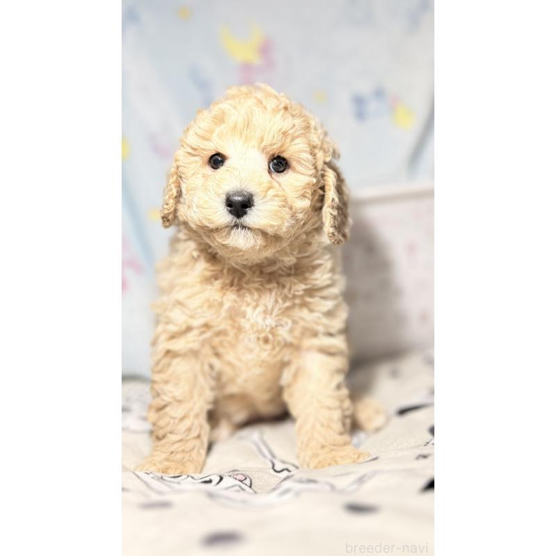 販売中の千葉県のトイプードル-444791の4枚目