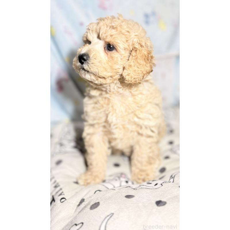 販売中の千葉県のトイプードル-444791の3枚目