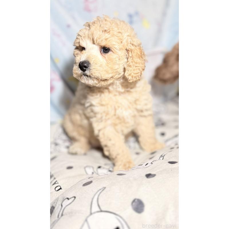 販売中の千葉県のトイプードル-444791の2枚目