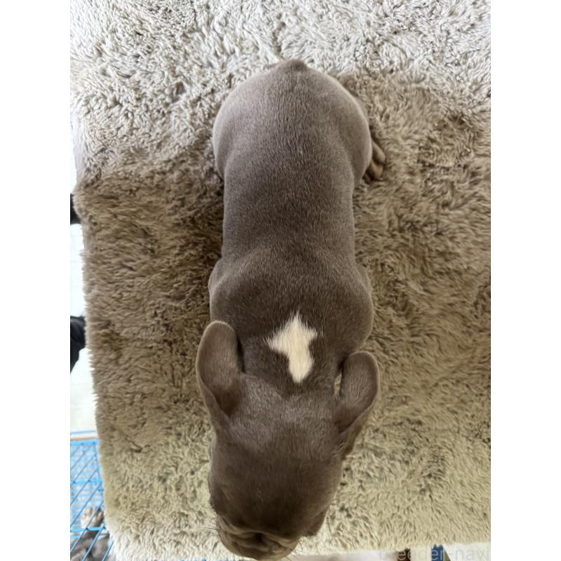 販売中の奈良県のフレンチブルドッグ-444792の7枚目