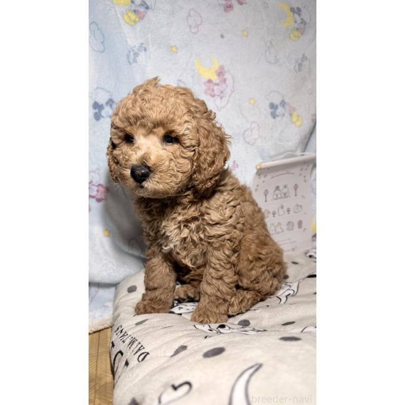 販売中の千葉県のトイプードル-444793の6枚目