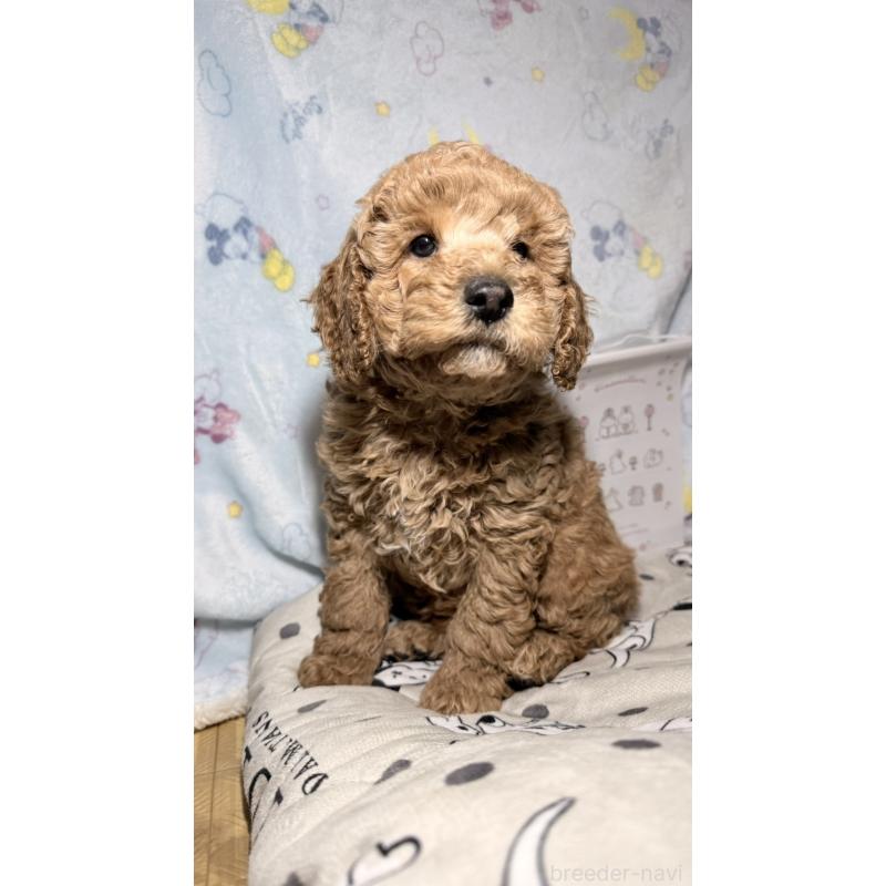 販売中の千葉県のトイプードル-444793