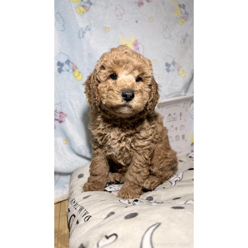 販売中の千葉県のトイプードル-444793の5枚目