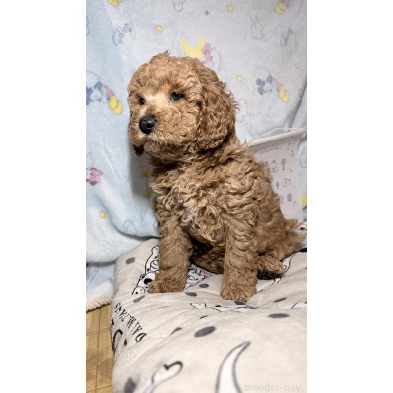 販売中の千葉県のトイプードル-444793の4枚目