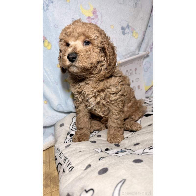 販売中の千葉県のトイプードル-444793の3枚目