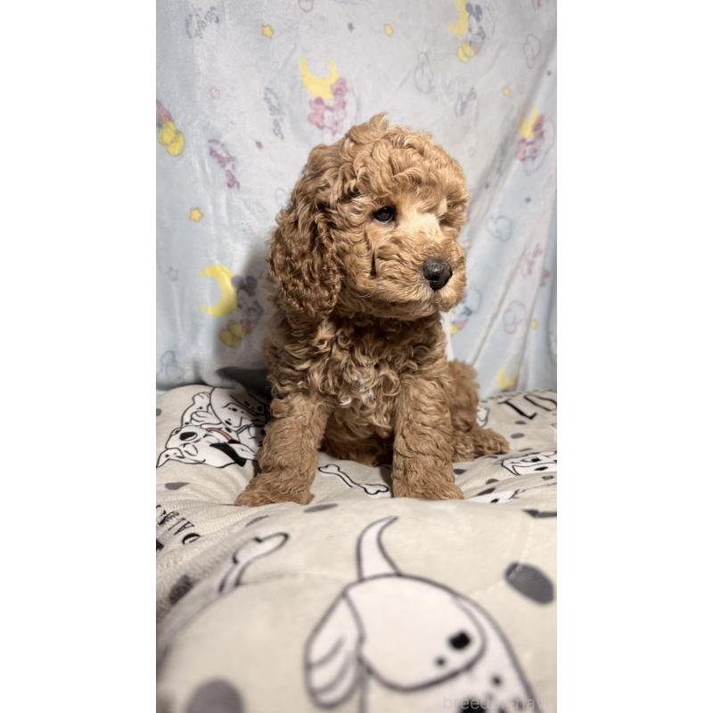 販売中の千葉県のトイプードル-444793の2枚目