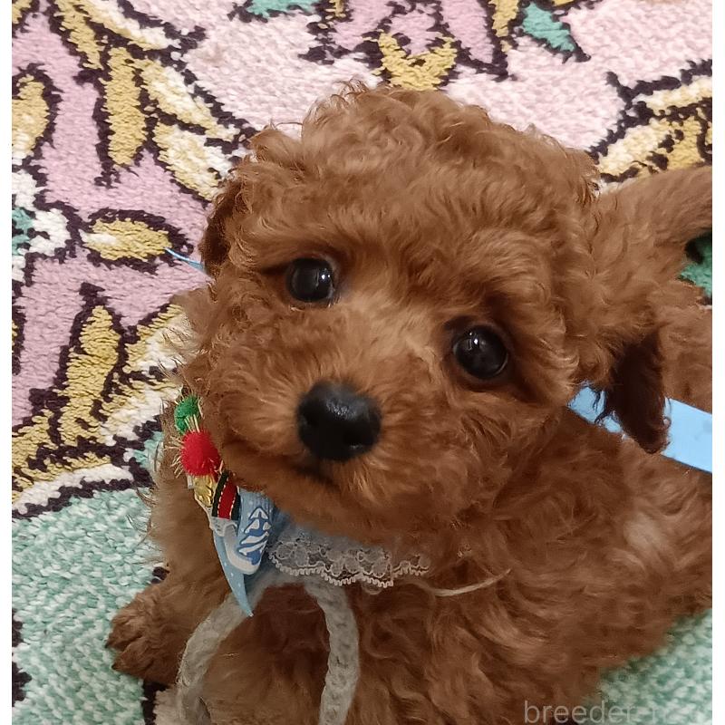 成約済の奈良県のトイプードル-437809の2枚目