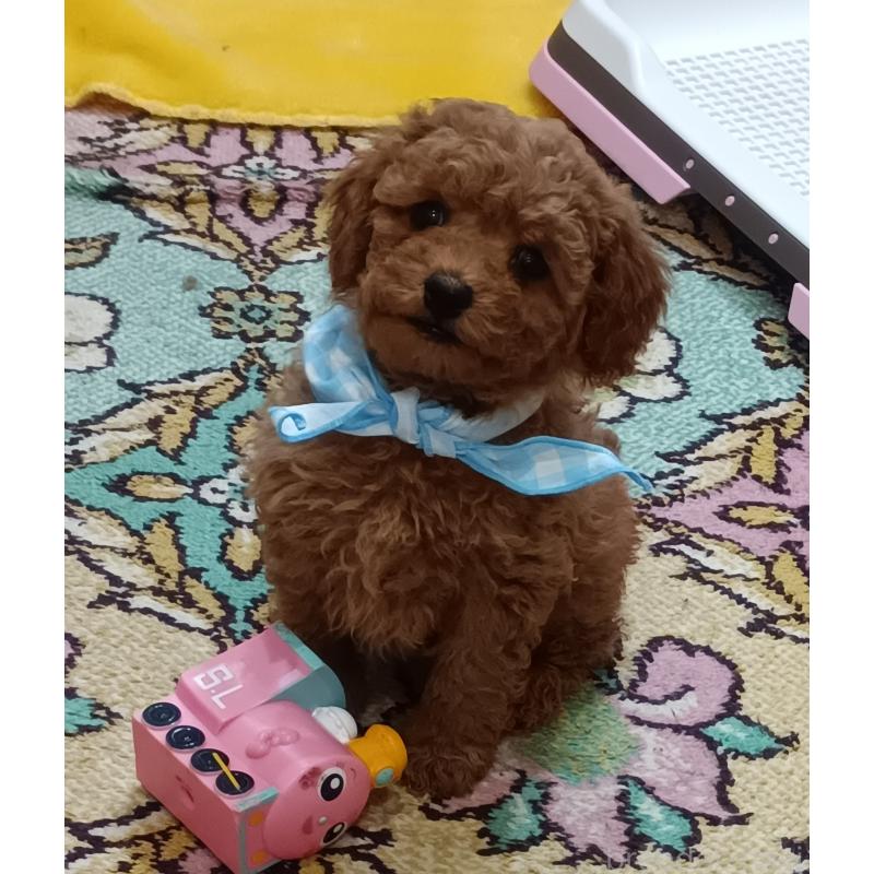 成約済の奈良県のトイプードル-437811の2枚目