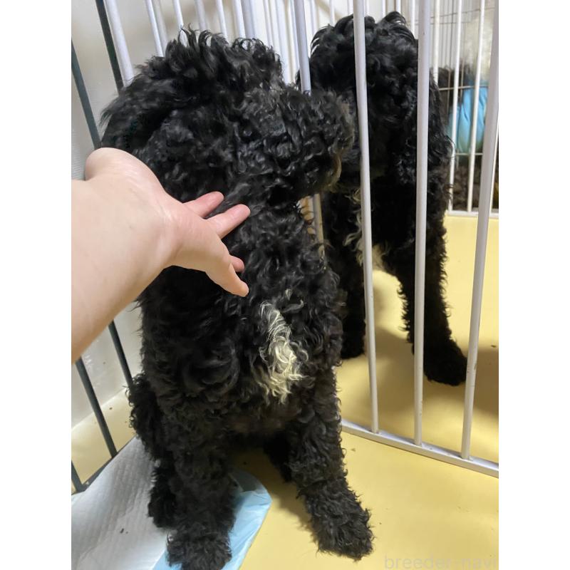 販売中の大阪府のゴールデンドゥードル:ゴールデンレトリーバー×プードル-436254の2枚目