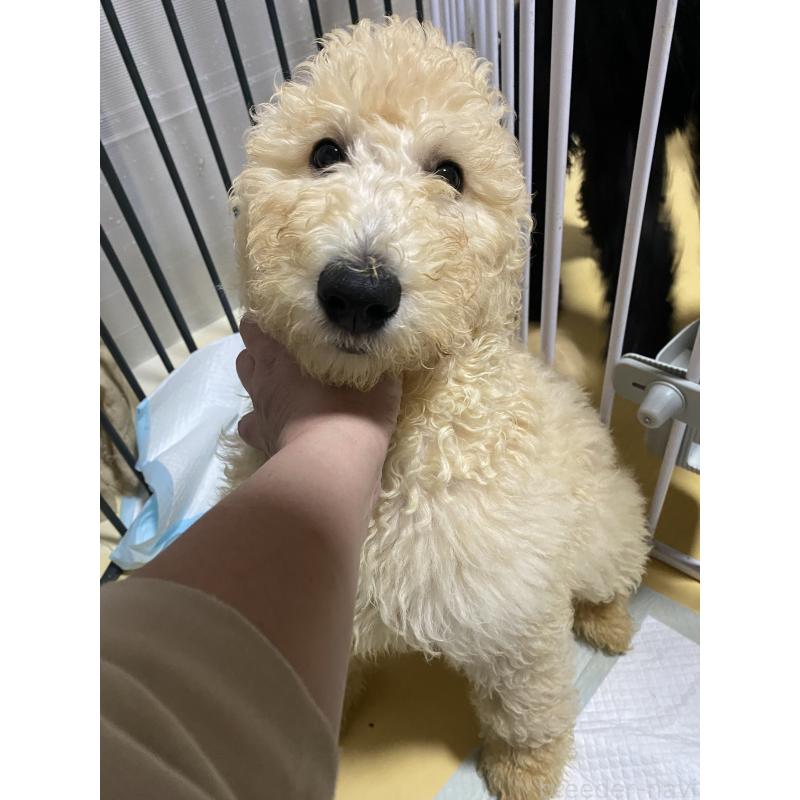 販売中の大阪府のゴールデンドゥードル:ゴールデンレトリーバー×プードル-436248