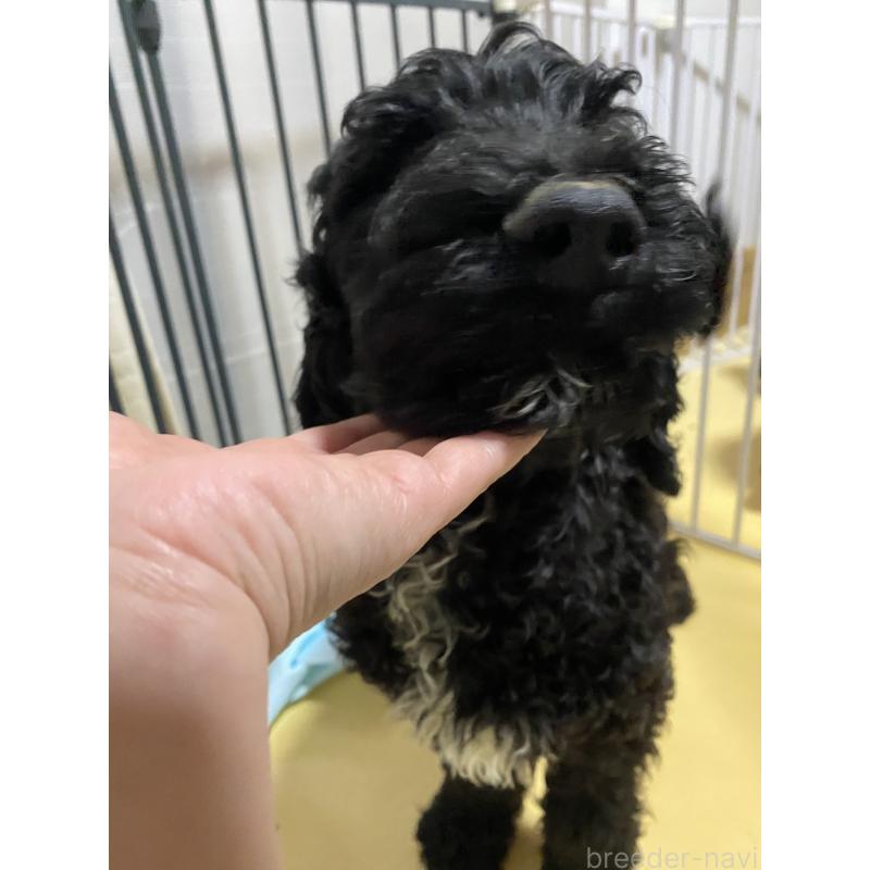 販売中の大阪府のゴールデンドゥードル:ゴールデンレトリーバー×プードル-436252の3枚目