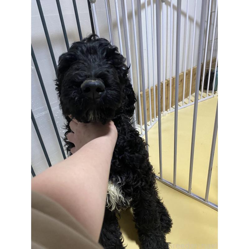 販売中の大阪府のゴールデンドゥードル:ゴールデンレトリーバー×プードル-436252の2枚目