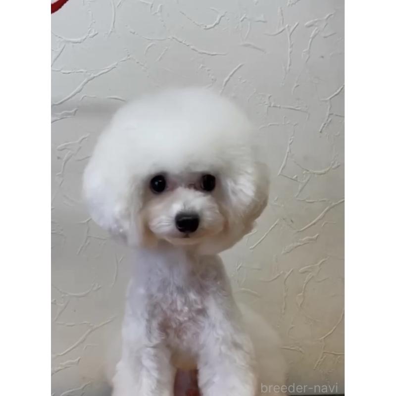 販売中の愛知県のティーカッププードル-401519の3枚目