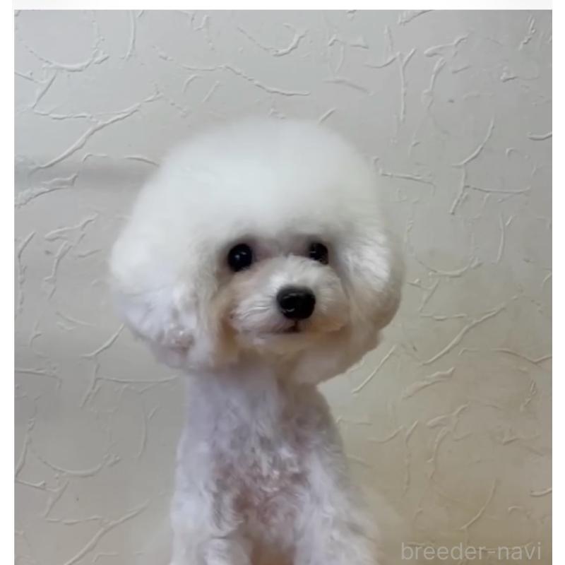 販売中の愛知県のティーカッププードル-401519の2枚目