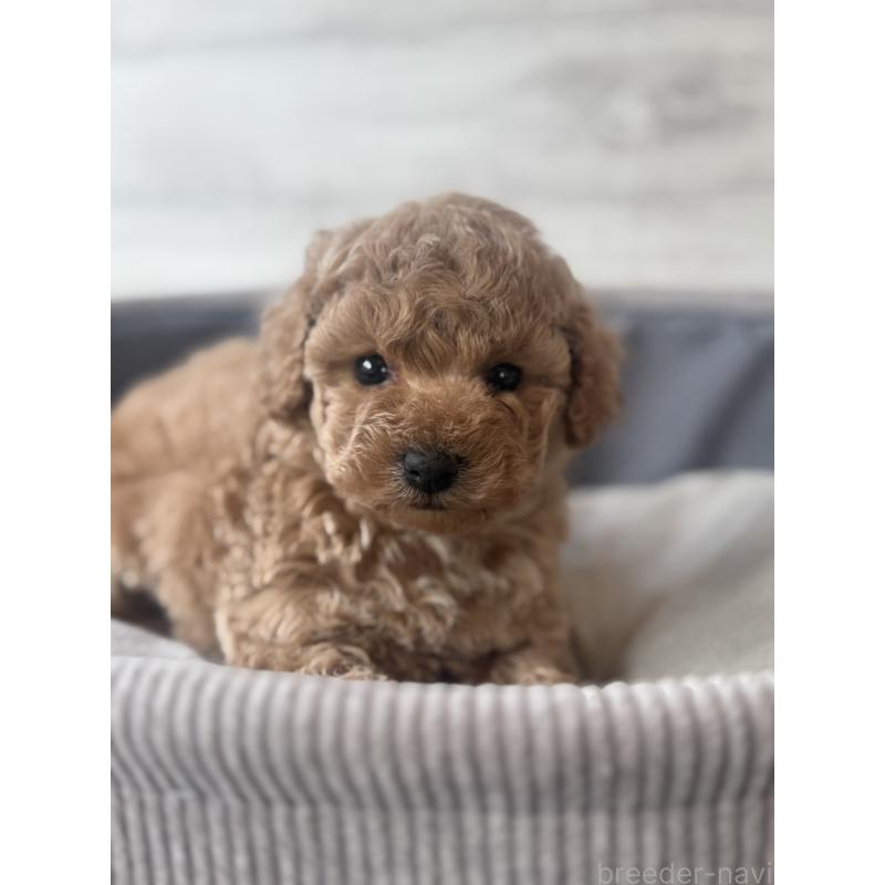 販売中の三重県のタイニープードル-444614の3枚目