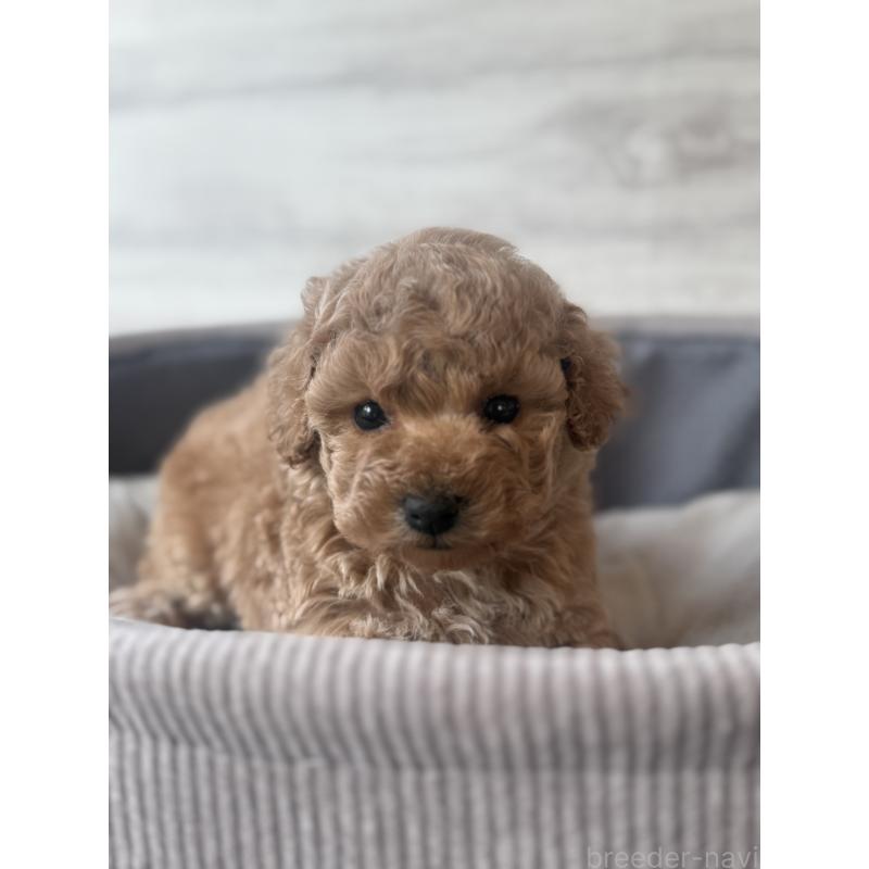 販売中の三重県のタイニープードル-444614の2枚目