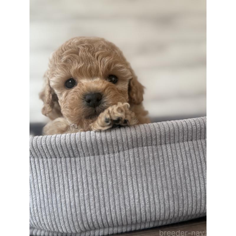 販売中の三重県のタイニープードル-444615の4枚目