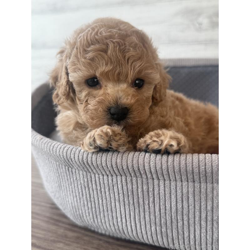 販売中の三重県のタイニープードル-444615の3枚目