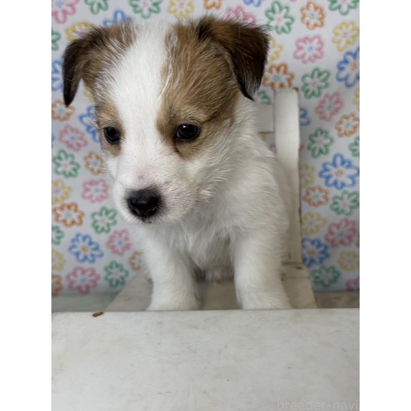 成約済の宮崎県のジャックラッセルテリア-444618の3枚目