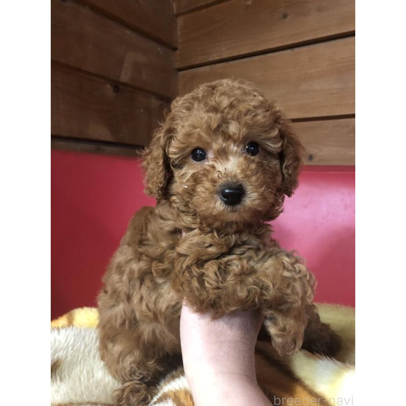 販売中の兵庫県のトイプードル-444619の11枚目