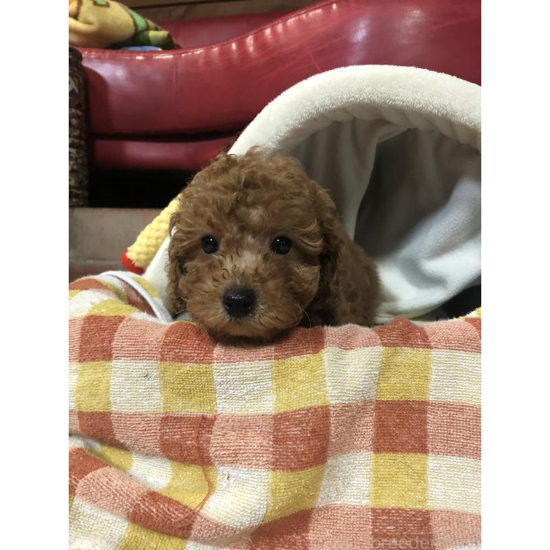 販売中の兵庫県のトイプードル-444619の10枚目