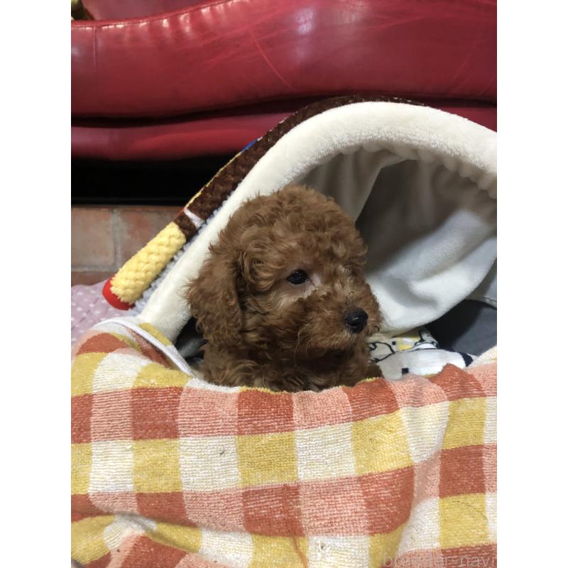 販売中の兵庫県のトイプードル-444619の8枚目