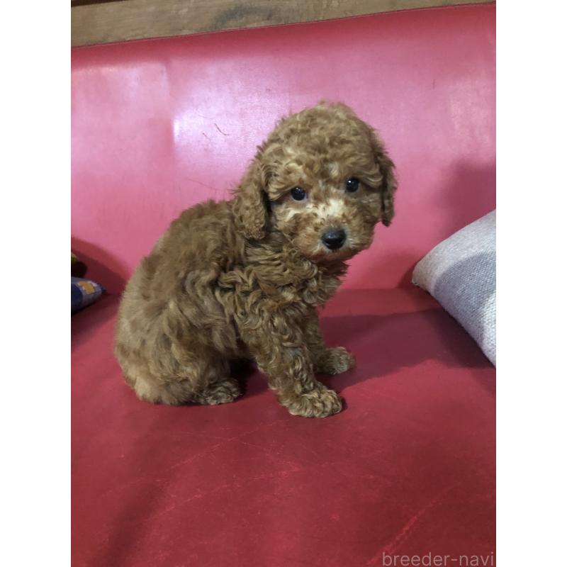 販売中の兵庫県のトイプードル-444619の6枚目