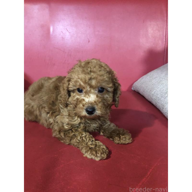 販売中の兵庫県のトイプードル-444619の5枚目