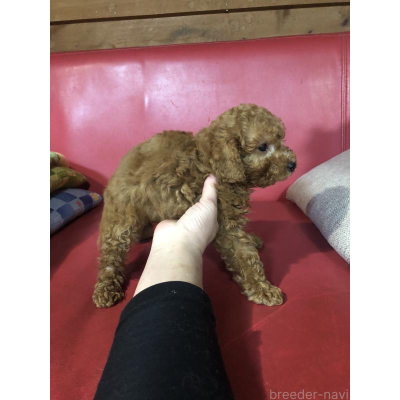 販売中の兵庫県のトイプードル-444619の4枚目