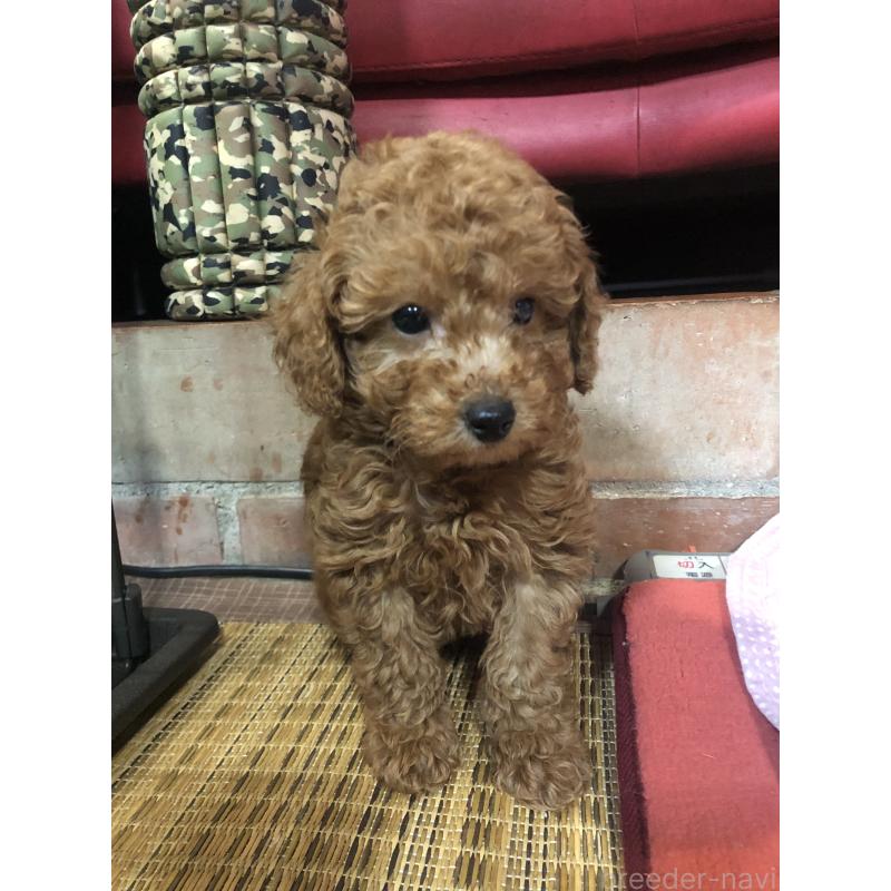販売中の兵庫県のトイプードル-444619の3枚目