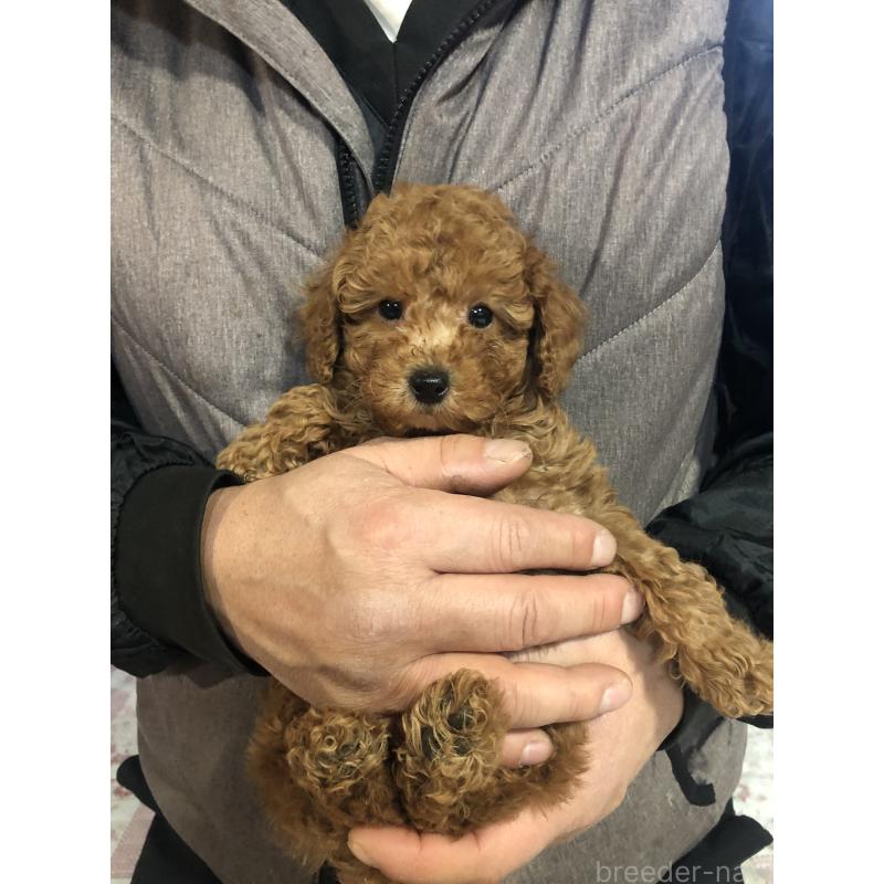 販売中の兵庫県のトイプードル-444619の1枚目