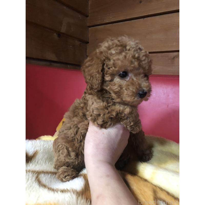 販売中の兵庫県のトイプードル-444620の8枚目